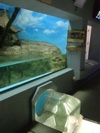 おたる水族館：カワウソの展示