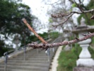 名護中央公園　桜