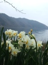 琵琶湖　菅浦から　水仙