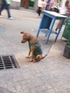繁華街でうつむく犬