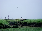 Island Park: 湿地は野鳥の営巣地