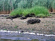Island Park: 草の根元についた貝