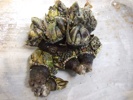 亀の手　percebes